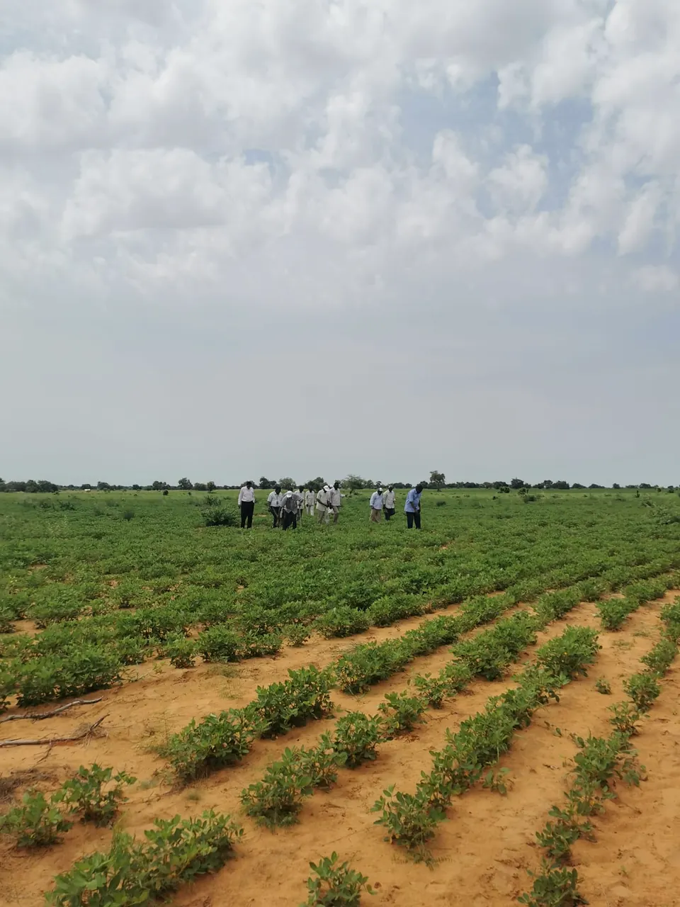 Rows of young crops on Group farmland under a cloudy sky